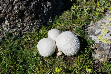 Canvas Print - High angle shot of white mushrooms growing in a forest