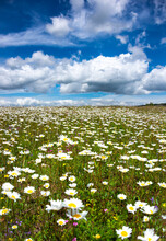Field Of Daisies In Sunlight, Wild Flowers In Summer