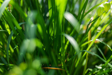 Wall Mural - green sprouts of young grass through which the bright rays of the sun shine closeup, shallow depth of field, selective focus. Morning concept in nature