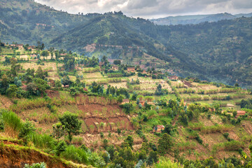 Wall Mural - Rural landscape with houses and cultivated land on steep hills in Rwanda