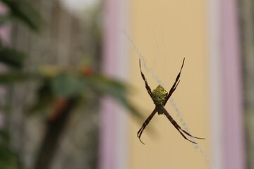 Sticker - Selective focus shot of a spider on the spider web at daytime