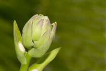 Hosta Flower Bud Closeup