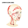 © la vector - Medical poster. Lymphatic flow on the face and neck of a person, vector diagram of lymphatic drainage.