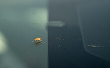 A Small Bug On A Car Windscreen