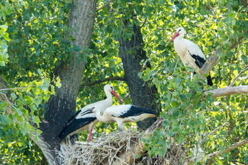 three wild storks sitting on nest with chicks/youngsters with beautiful green background and giant nest, good lightning and close up/ germany groß gerau