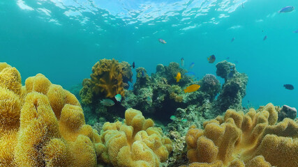 Tropical coral reef and fishes underwater. Hard and soft corals. Underwater video. Panglao, Bohol, Philippines.