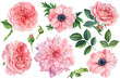 Beautiful flowers. Set of botanical drawings on a white isolated background. Watercolor pink anemones, roses, dahlias