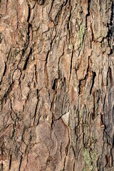 Wall Mural - Vertical shot of the rugged tree bark texture