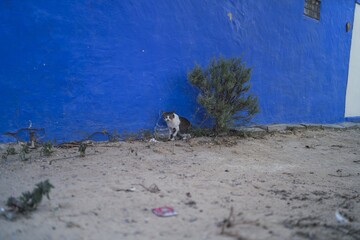 Wall Mural - View of a cat on the sand at the beach with blue wall background