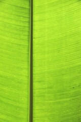 Wall Mural - Banana leaf background