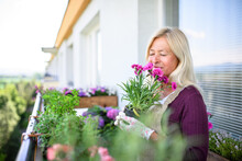 Senior Woman Gardening On Balcony In Summer, Holding Potted Plant.