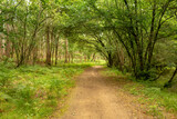 Fototapeta Sawanna - Path next to calm river in nature. Green walking trail in Alvaraes Forest next to Neiva River in Alvaraes Parish Council, Viana do Castelo, Portugal, Europe.