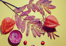 Autumn And Halloween Decorations With The Leaves Of European Mountain Ash (Sorbus Aucuparia In Latin), Cape Gooseberries.  