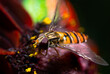 osa zbierająca nektar