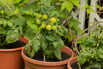 Small green tomatoes growing in a pot. Homemade vegetable garden, no pesticides, healthy and organic food