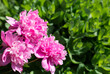Pink peonies on a green background. Summer floral background, nature. Pink peony flowers in garden.