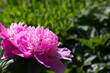 Pink peonies on a green background. Summer floral background, nature.