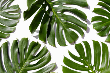  Group of big green monstera leaves of exotic palm tree isolated on white background. Tropical jungle plant with visible texture. Pollution free symbol. Close up, copy space.