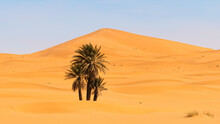 Magnificent Scenery Of Green Palms Growing In Oasis Of Desert On Background Of Sand Dunes In Morocco