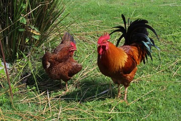 Poster - Rooster and hen walking across a rural poultry yard