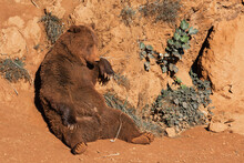 Wild Brown Bear Sitting Relaxing On Sandy Ground During Sunny Day In Summer