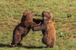 © Juan Lopez/ADDICTIVE STOCK - Side view of dangerous brown bears standing on green lawn and fighting with opened mouths during sunny day