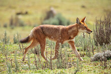 Side View Of Wild Simien Jackal With Red Fur Walking Along Savanna With Green Grass