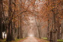 Perspective View Of Calm Foggy Alley Among Aged Tall Trees With Colorful Red Leaves In Aranjuez