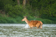 © Szymon Bartosz - Red Deer stag in the river. Bieszczady. Carpathians. Poland.