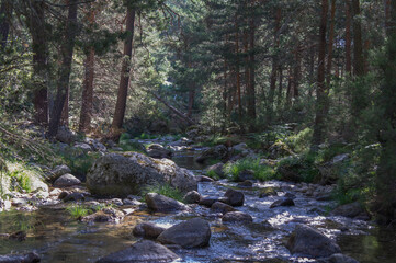  rzeka kamienie las zieleń woda 
