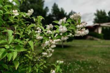 .branch with white flowers on a garden background