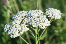 Yarrow Milfoil Medicinal Field Summer Herbs