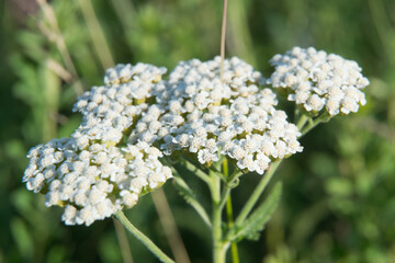 yarrow milfoil medicinal field summer herbs