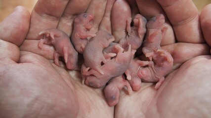 Wall Mural - Newborn bald hamsters in the hands of man.