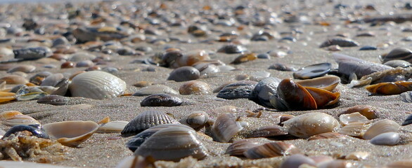 Wall Mural - Muscheln am Strand