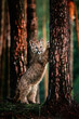 An American cougar (Puma concolor) cub playing in the woods. Cute cougar cub playing in the forest at sunset.