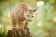 Cute American cougar cub in beautiful morning light. Photo of a playing cub. Portrait baby cougar, mountain lion or puma.