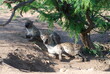 Hieny  (Hyaenidae) odpoczywające po posiłku w cieniu drzewa w Parku Narodowym Krugera w Afryce