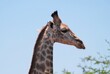 Głowa żyrafy (giraffa camelopardalis) z profilu 