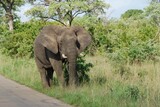 Wedrujacy słoń karmiący się trawą w parku narodowym Krugera w RPA w Afryce