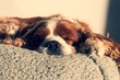 Pies Cavalier King Charles Spanie śpi na swoim legowisku.