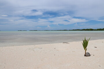 Wall Mural - Plage de sable rose à Rangiroa, Polynésie française