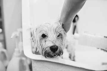 Wall Mural - Bathing the dog. Care and help for little friends.