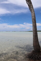 Wall Mural - Requins de lagon à Rangiroa, Polynésie française	