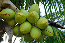 Green Young Coconuts Growing On A Palm Tree