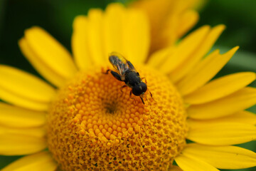 Fly collect pollen from flower. Insect in the season of honey collecting nectar.