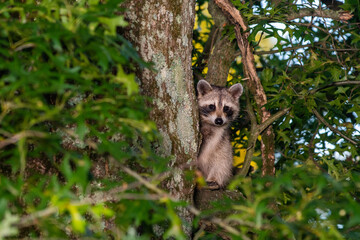 raccoon in a tree