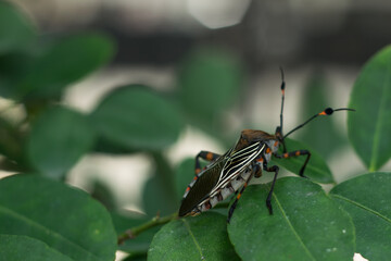 Bedbug on a leaf