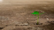 © Alek - Ecology concepts The seedlings sprout on the cracked cement floor. Powerful nature