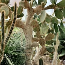 Large Prickly Pear Cactus In Glasshouse